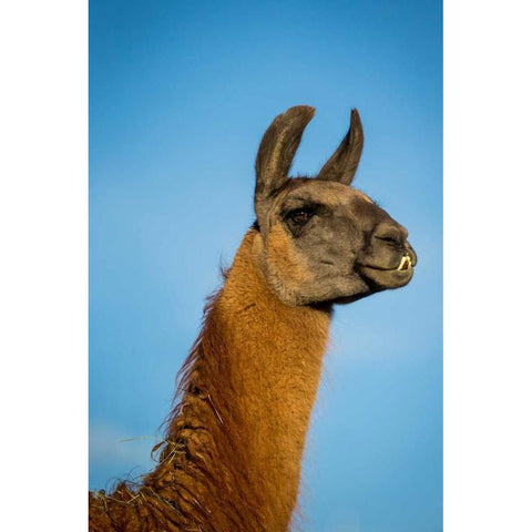 Llama Portrait IV Black Modern Wood Framed Art Print with Double Matting by Stockton, Tyler