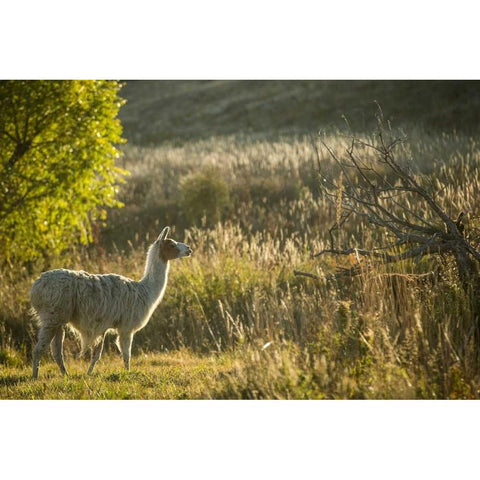 Llama Portrait V White Modern Wood Framed Art Print by Stockton, Tyler