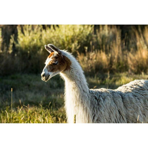 Llama Portrait VI Gold Ornate Wood Framed Art Print with Double Matting by Stockton, Tyler