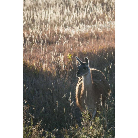 Llama Portrait VII Black Modern Wood Framed Art Print by Stockton, Tyler