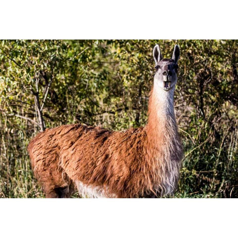 Llama Portrait VIII Black Modern Wood Framed Art Print by Stockton, Tyler