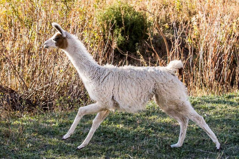 Llama Portrait IX White Modern Wood Framed Art Print with Double Matting by Stockton, Tyler