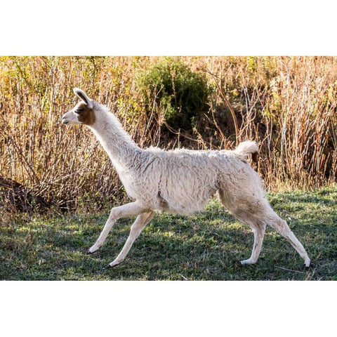 Llama Portrait IX Black Modern Wood Framed Art Print with Double Matting by Stockton, Tyler