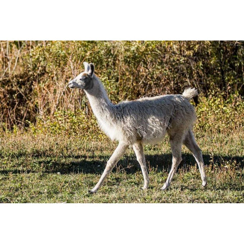 Llama Portrait X White Modern Wood Framed Art Print by Stockton, Tyler