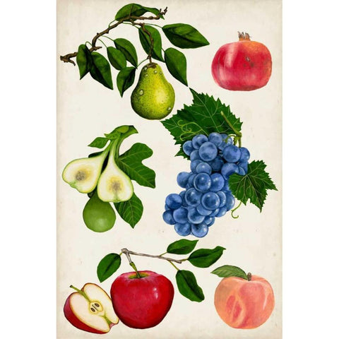 Fruit Collection I Gold Ornate Wood Framed Art Print with Double Matting by McCavitt, Naomi