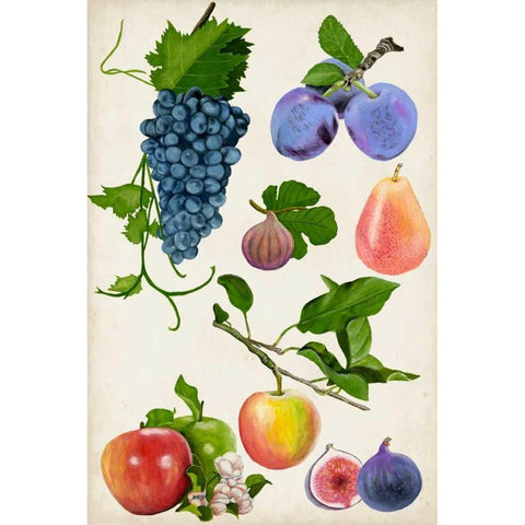 Fruit Collection II White Modern Wood Framed Art Print by McCavitt, Naomi