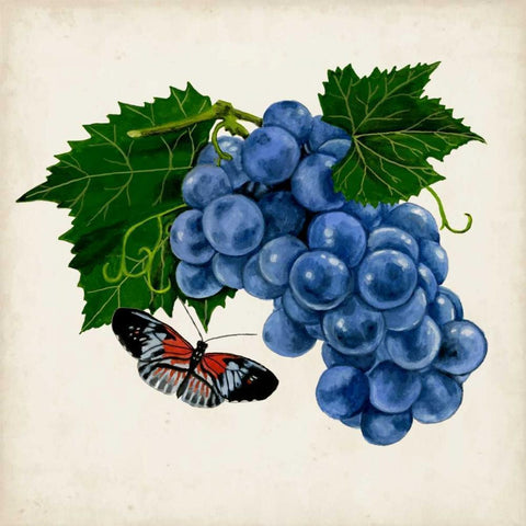 Fruit with Butterflies II White Modern Wood Framed Art Print by McCavitt, Naomi