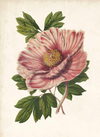 Striking Peony  White Modern Wood Framed Art Print with Double Matting by Houtteano, Van