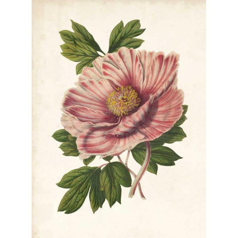 Striking Peony  Black Modern Wood Framed Art Print with Double Matting by Houtteano, Van