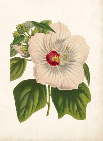Striking Hibiscus White Modern Wood Framed Art Print with Double Matting by Houtteano, Van