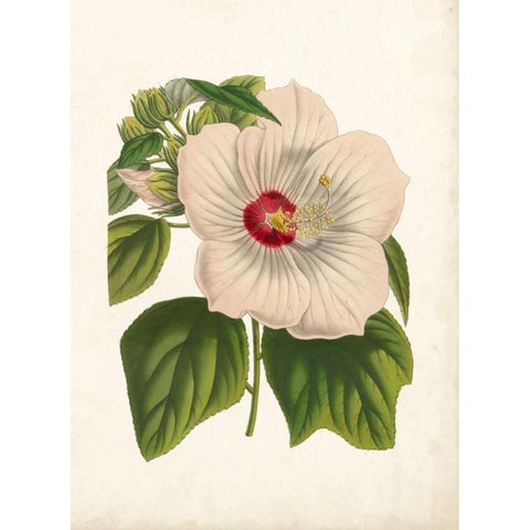 Striking Hibiscus White Modern Wood Framed Art Print by Houtteano, Van