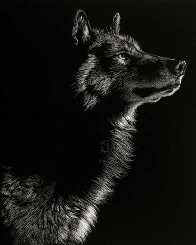 Scratchboard Wolf II White Modern Wood Framed Art Print with Double Matting by Chapman, Julie T.