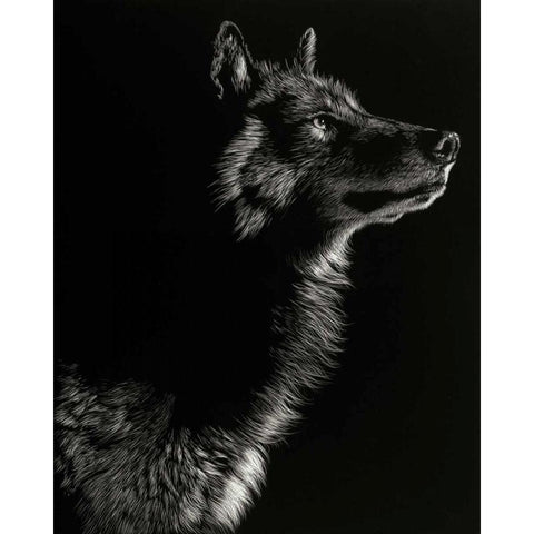 Scratchboard Wolf II Black Modern Wood Framed Art Print by Chapman, Julie T.