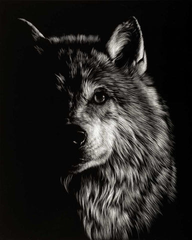 Scratchboard Wolf III White Modern Wood Framed Art Print with Double Matting by Chapman, Julie T.