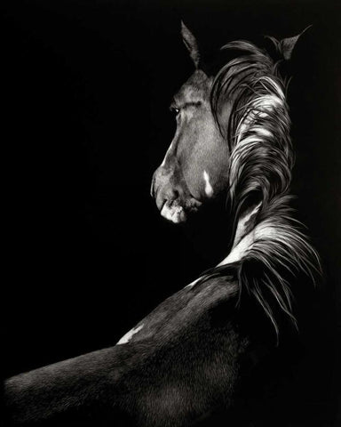 Scratchboard Sunstruck Black Ornate Wood Framed Art Print with Double Matting by Chapman, Julie T.