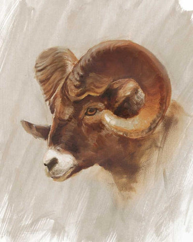 Western American Animal Study I White Modern Wood Framed Art Print with Double Matting by Harper, Ethan