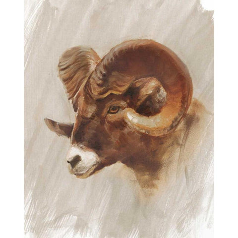 Western American Animal Study I White Modern Wood Framed Art Print by Harper, Ethan