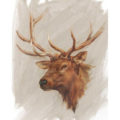 Western American Animal Study IV White Modern Wood Framed Art Print by Harper, Ethan