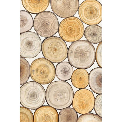 Tree Ring Study II White Modern Wood Framed Art Print by OToole, Tim