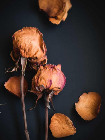 Wilted Dreams I White Modern Wood Framed Art Print with Double Matting by Quintero, Sonja