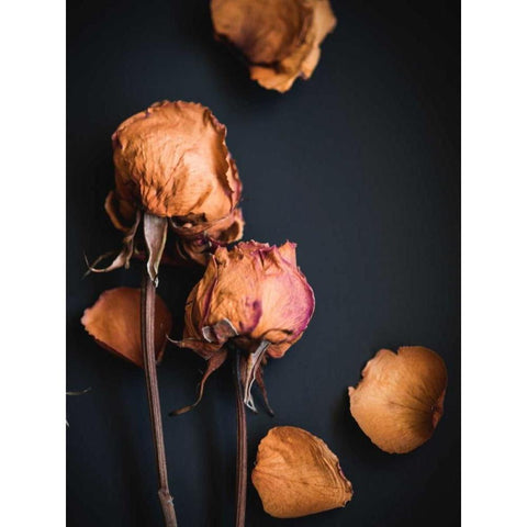 Wilted Dreams I Black Modern Wood Framed Art Print by Quintero, Sonja