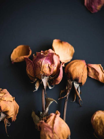 Wilted Dreams II White Modern Wood Framed Art Print with Double Matting by Quintero, Sonja