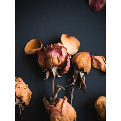 Wilted Dreams II Black Modern Wood Framed Art Print by Quintero, Sonja