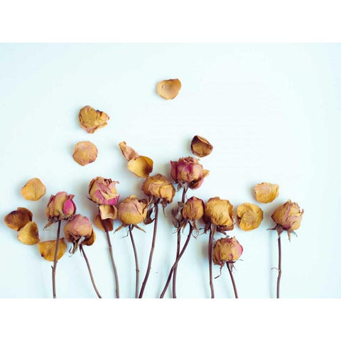 Golden Petals II White Modern Wood Framed Art Print by Quintero, Sonja