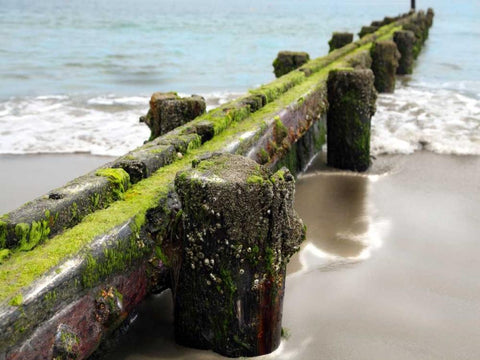 Scene Along the Water V White Modern Wood Framed Art Print with Double Matting by Miamee, Golie