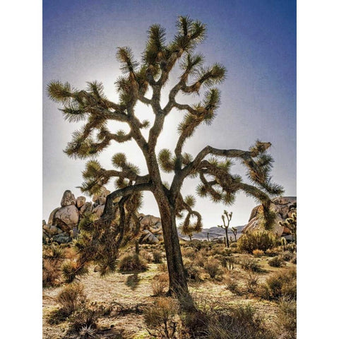 Views of Joshua Tree I Black Modern Wood Framed Art Print by Perry, Rachel