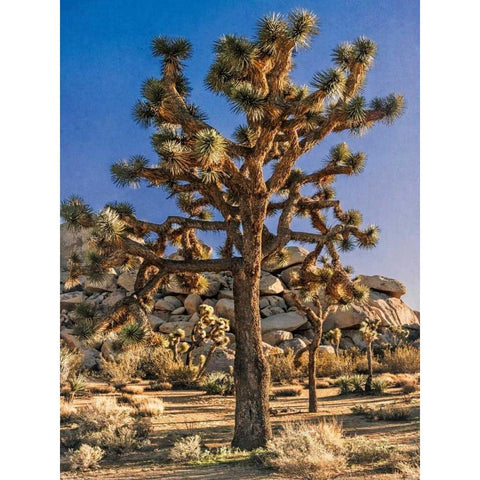 Views of Joshua Tree II Black Modern Wood Framed Art Print by Perry, Rachel