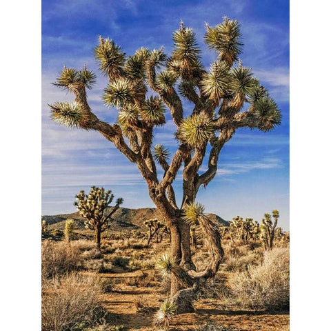 Views of Joshua Tree III Black Modern Wood Framed Art Print with Double Matting by Perry, Rachel