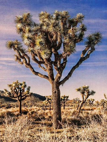 Views of Joshua Tree IV White Modern Wood Framed Art Print with Double Matting by Perry, Rachel