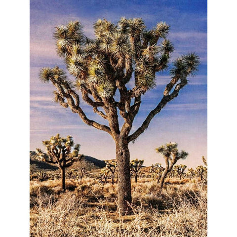 Views of Joshua Tree IV White Modern Wood Framed Art Print by Perry, Rachel