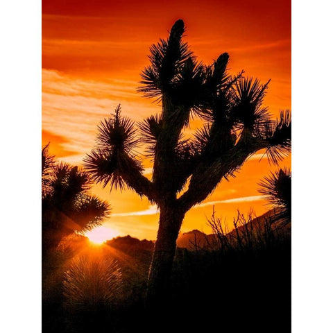 Views of Joshua Tree V Black Modern Wood Framed Art Print by Perry, Rachel