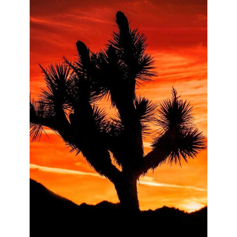 Views of Joshua Tree VI Gold Ornate Wood Framed Art Print with Double Matting by Perry, Rachel