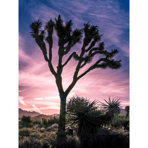 Views of Joshua Tree VII Black Modern Wood Framed Art Print by Perry, Rachel