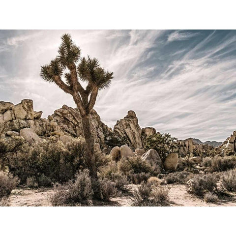 Views of Joshua Tree VIII Black Modern Wood Framed Art Print by Perry, Rachel