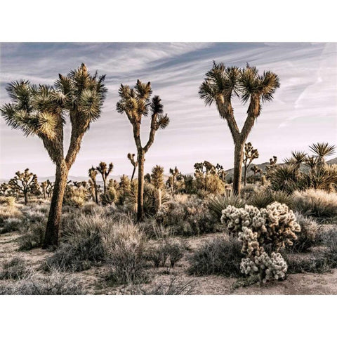 Views of Joshua Tree IX Black Modern Wood Framed Art Print by Perry, Rachel