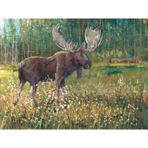 Moose in the Field White Modern Wood Framed Art Print by OToole, Tim