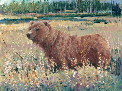 Bear in the Field White Modern Wood Framed Art Print with Double Matting by OToole, Tim