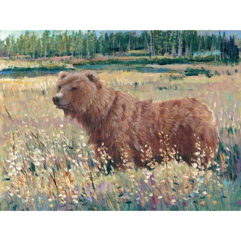 Bear in the Field Gold Ornate Wood Framed Art Print with Double Matting by OToole, Tim