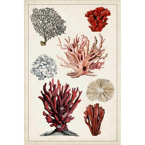 Antique Coral Study I White Modern Wood Framed Art Print by McCavitt, Naomi