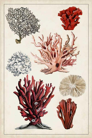 Antique Coral Study I Black Ornate Wood Framed Art Print with Double Matting by McCavitt, Naomi