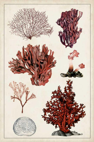 Antique Coral Study II White Modern Wood Framed Art Print with Double Matting by McCavitt, Naomi