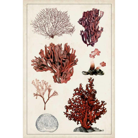 Antique Coral Study II Black Modern Wood Framed Art Print by McCavitt, Naomi