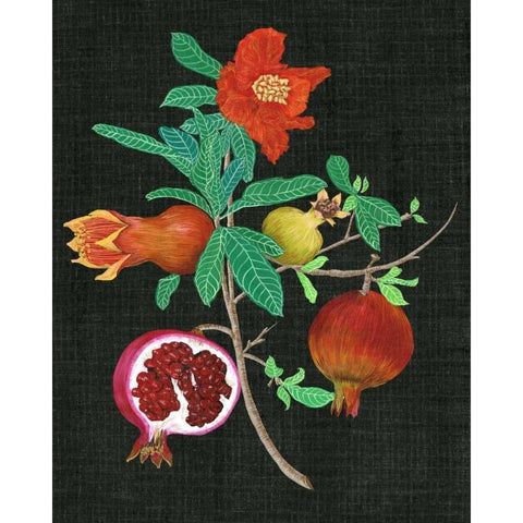 Pomegranate Study II Black Modern Wood Framed Art Print with Double Matting by Wang, Melissa