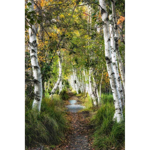 Birch Path I Gold Ornate Wood Framed Art Print with Double Matting by Head, Danny