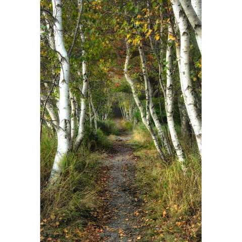 Birch Path II Black Modern Wood Framed Art Print by Head, Danny