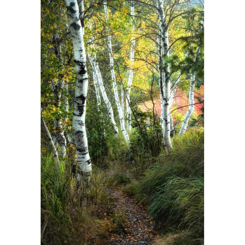 Birch Path III Gold Ornate Wood Framed Art Print with Double Matting by Head, Danny